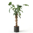 Planta artificial Bananeira do Viajante